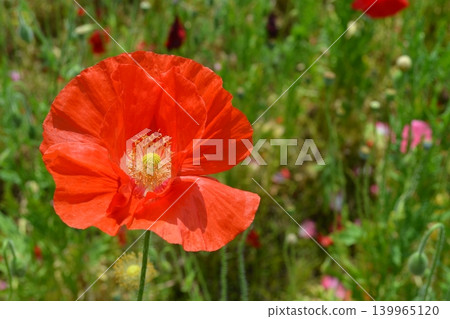 Poppies of Konosu Poppies of Konosu 139965120