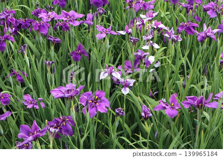 虹膜花園裡盛開著紫色和白色的虹膜花 139965184