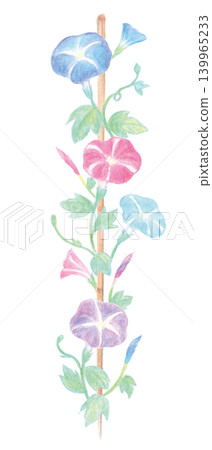 Morning glories in colorful and gentle watercolor hues 139965233