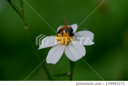 Bees on a chamomile flower. Bees on a chamomile flower. 139965271