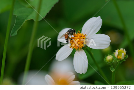 Bees on a chamomile flower. Bees on a chamomile flower. 139965272