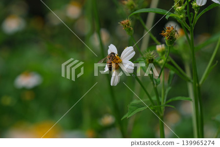 Bees on a chamomile flower. Bees on a chamomile flower. 139965274