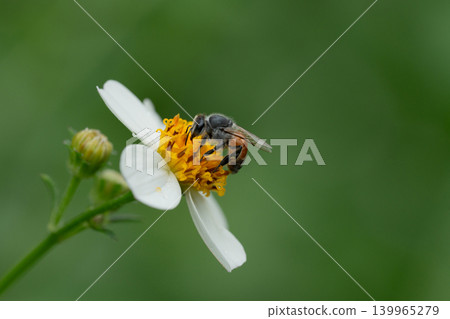 Bees on a chamomile flower. Bees on a chamomile flower. 139965279