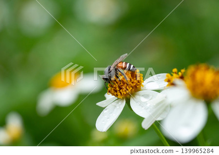 Bees on a chamomile flower. Bees on a chamomile flower. 139965284