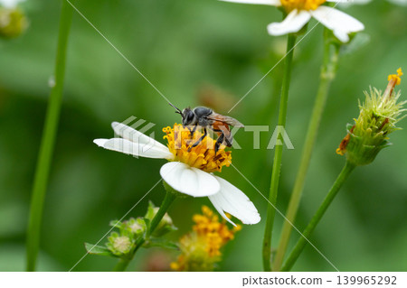 Bees on a chamomile flower. Bees on a chamomile flower. 139965292