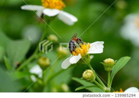 Bees on a chamomile flower. 139965294