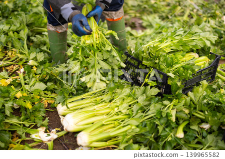 Close up of worker hands putting fresh celery into plastic crates Close up of worker hands putting fresh celery into plastic crates 139965582