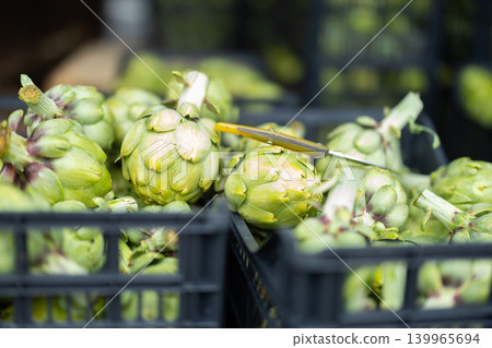 Freshly harvested artichokes in crate close-up Freshly harvested artichokes in crate close-up 139965694