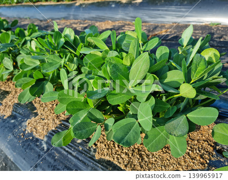 peanut peanut 139965917