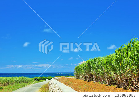 Okinawa summer blue sky and sugar cane field Okinawa summer blue sky and sugar cane field 139965993
