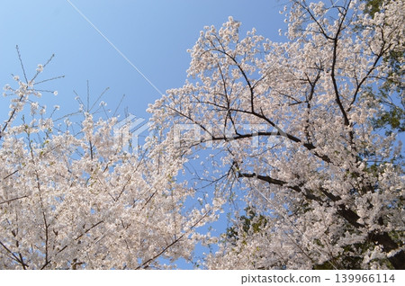 Cherry blossoms in full bloom around N Seoul Tower on Namsan Mountain in Seoul, South Korea. Cherry blossoms in full bloom around N Seoul Tower on Namsan Mountain in Seoul, South Korea. 139966114