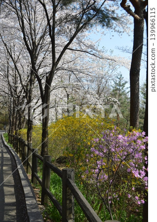 Cherry blossoms in full bloom around N Seoul Tower on Namsan Mountain in Seoul, South Korea. Cherry blossoms in full bloom around N Seoul Tower on Namsan Mountain in Seoul, South Korea. 139966115