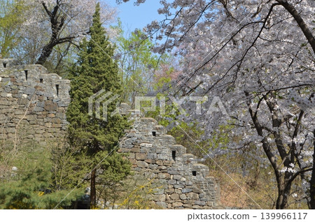 Cherry blossoms in full bloom around N Seoul Tower on Namsan Mountain in Seoul, South Korea. Cherry blossoms in full bloom around N Seoul Tower on Namsan Mountain in Seoul, South Korea. 139966117