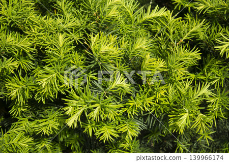 Taxus baccata close up. Green branches of yew tree(Taxus baccata, English yew 139966174