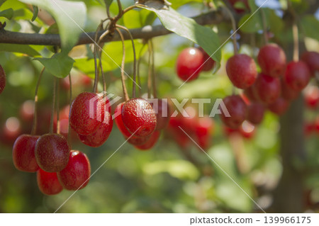 Ripe Autumn Olive Berries (Elaeagnus Umbellata) growing on a branch . oleaster 139966175