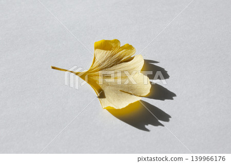These are ginkgo leaves that have turned yellow. 139966176