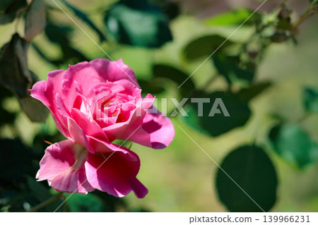 Colorful roses that heal the hearts of many people Colorful roses that heal the hearts of many people 139966231
