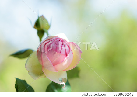 Colorful roses that heal the hearts of many people Colorful roses that heal the hearts of many people 139966242