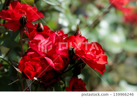Colorful roses that heal the hearts of many people Colorful roses that heal the hearts of many people 139966246