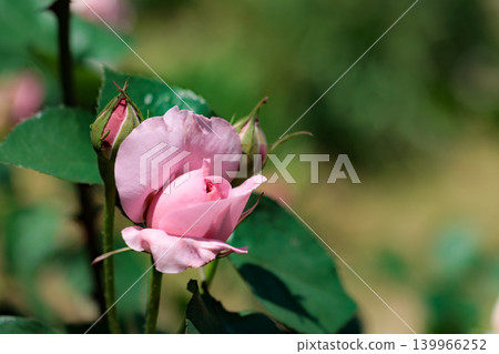Colorful roses that heal the hearts of many people Colorful roses that heal the hearts of many people 139966252