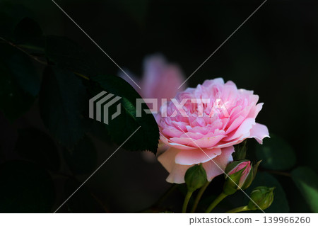 Colorful roses that heal the hearts of many people Colorful roses that heal the hearts of many people 139966260