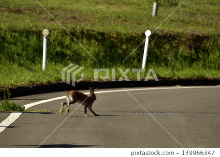 A Hokkaido hare in its summer coat suddenly appeared on the road. A Hokkaido hare in its summer coat suddenly appeared on the road. 139966347