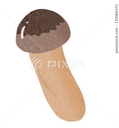 Matsutake mushroom illustration 139966371