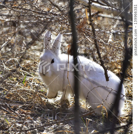 Ezo hare in spring, about to molt Ezo hare in spring, about to molt 139966381