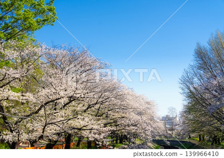 東京杉並區善福寺川沿岸櫻花盛開。 139966410