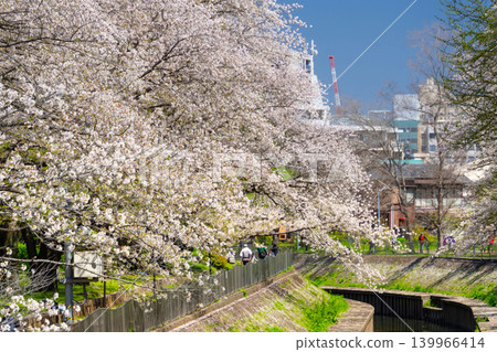 東京杉並區善福寺川沿岸櫻花盛開。 東京杉並區善福寺川沿岸櫻花盛開。 139966414
