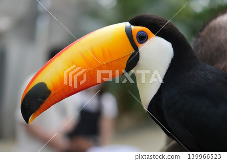 The toucan with its large beak The toucan with its large beak 139966523