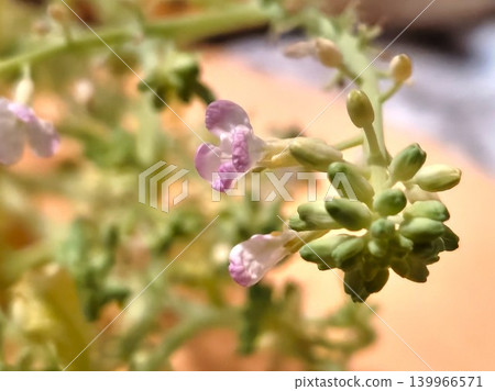 蘿蔔花和花蕾的特寫照片。 蘿蔔花和花蕾的特寫照片。 139966571