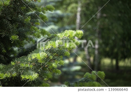 A close-up shot of a fir tree branch displays fresh green foliage in the sunlight. A close-up shot of a fir tree branch displays fresh green foliage in the sunlight. 139966640