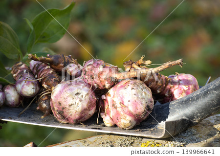 Jerusalem artichokes harvested and piled on shovel blade Jerusalem artichokes harvested and piled on shovel blade 139966641