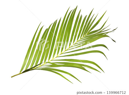Green palm leaf isolated on white background Green palm leaf isolated on white background 139966712