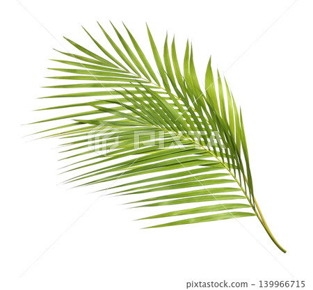 Green palm leaves on transparent isolated on white background Green palm leaves on transparent isolated on white background 139966715