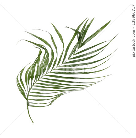 Green palm leaf isolated on white background 139966717