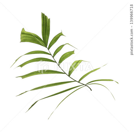 Green palm leaf isolated on white background Green palm leaf isolated on white background 139966718
