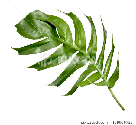 tropical monstera palm leaf tree isolated on white background tropical monstera palm leaf tree isolated on white background 139966723