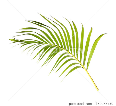 Green palm leaf isolated on white background Green palm leaf isolated on white background 139966730
