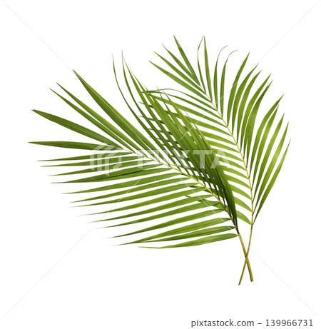 Green palm leaves isolated on white background 139966731