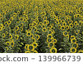 The sunflower garden is planted in rows 139966739