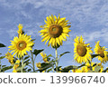 The sunflower garden has the sky as a backdrop 139966740