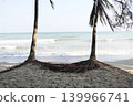 Green coconut tree roots on the beach by the sea. 139966741