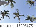 Green coconut palm tree swaying in the wind with a nice blue sky in the background 139966751