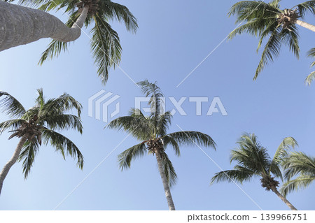 Green coconut palm tree swaying in the wind with a nice blue sky in the background 139966751