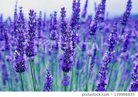 Lavender field in full bloom Lavender field in full bloom 139966835