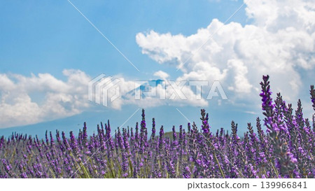 Mount Fuji in summer, seen through a field of lavender flowers, with clouds hanging over it. Mount Fuji in summer, seen through a field of lavender flowers, with clouds hanging over it. 139966841