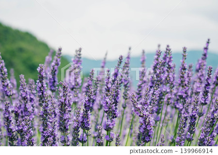 Lavender fields on the shores of Lake Kawaguchi Lavender fields on the shores of Lake Kawaguchi 139966914