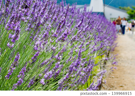 Lavender fields and walking paths at Kawaguchiko Oishi Park Lavender fields and walking paths at Kawaguchiko Oishi Park 139966915
